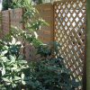 Keruing trellis 18 Chantilly 90x180cm Premium FCQ FSC®100% FSC®- C00345